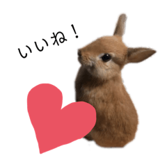 [LINEスタンプ] rabbit_kinako.