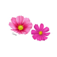 [LINEスタンプ] 花 花言葉