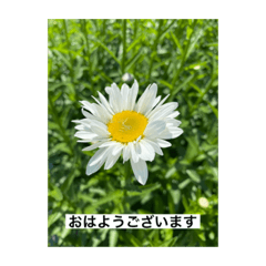 [LINEスタンプ] 懸命に生きるお花たち2