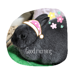 [LINEスタンプ] myRabbitLOVE