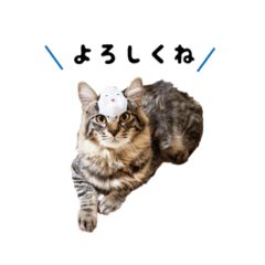 [LINEスタンプ] もんべる
