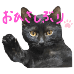 [LINEスタンプ] くろねこやまちゃん