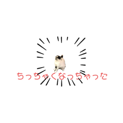 [LINEスタンプ] スコティッシュ今日も行く5
