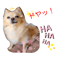 [LINEスタンプ] ナナちゃんスタンプ【よく使うワン③】