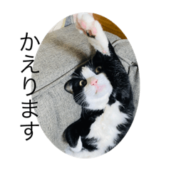 [LINEスタンプ] ハチワレめいちゃん23