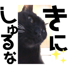 [LINEスタンプ] 黒猫のcooさん2