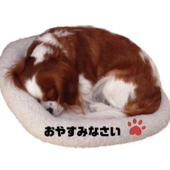 [LINEスタンプ] ましゃ（きゃばりあ）