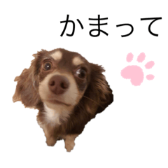 [LINEスタンプ] チワックスのベル君