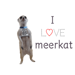 [LINEスタンプ] meerkat♡toto