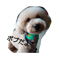 [LINEスタンプ] ボブだよ