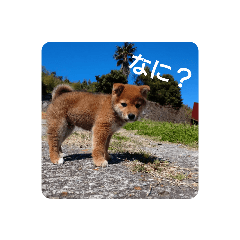 [LINEスタンプ] ごんざえもんスタンプ①