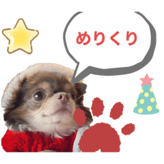 [LINEスタンプ] イザベラチワワのノエルちゃん