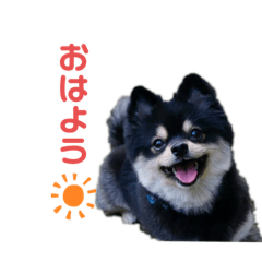 [LINEスタンプ] まゆげ系ポメラニアン❤️こっちゃん