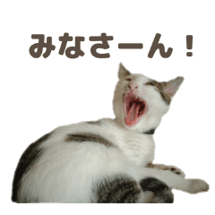 [LINEスタンプ] 表情豊かなきょうだい猫のおもしろスタンプ