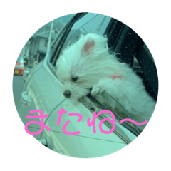[LINEスタンプ] マルチーズのるるとまる2