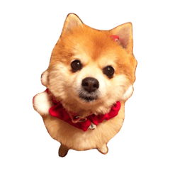[LINEスタンプ] 可愛いチェリーちゃん②
