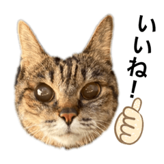 [LINEスタンプ] かわいいわつさん