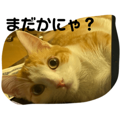[LINEスタンプ] ポチスタンプ1