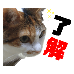 [LINEスタンプ] レイラちゃんの日常スタンプ