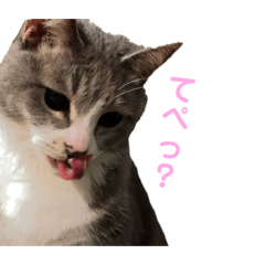 [LINEスタンプ] うちのにゃんこ！！！