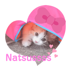 [LINEスタンプ] 猫のぱみゅ
