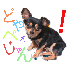 [LINEスタンプ] ごんchan2