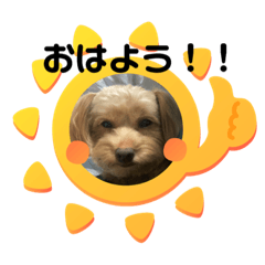 [LINEスタンプ] 愛犬ハルのスタンプ 1