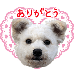 [LINEスタンプ] おもちくん★(ポメ×ビション)