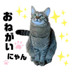[LINEスタンプ] みーこいちばん