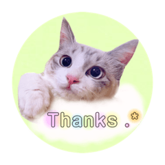 [LINEスタンプ] ねこねこスタンプ①