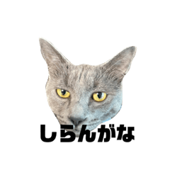 [LINEスタンプ] コロとボニ