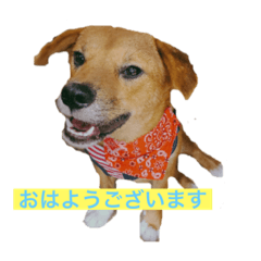 [LINEスタンプ] 保護犬ムギちゃん