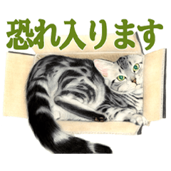 [LINEスタンプ] 猫々敬語