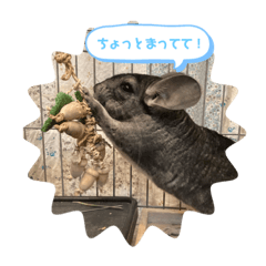 [LINEスタンプ] めろんちゃん チンチラスタンプ！第2弾