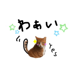 [LINEスタンプ] クール系シャイなネコ。