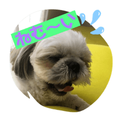 [LINEスタンプ] シーズー大好きっ