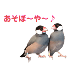 [LINEスタンプ] 鳥あえず(日常)