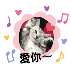 [LINEスタンプ] 猫- 飯飯 X ミルク X クリスタル