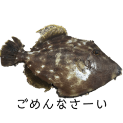[LINEスタンプ] 魚三昧ver7