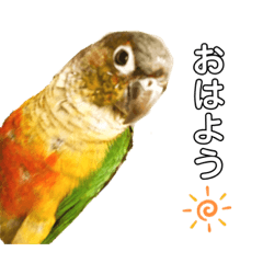 [LINEスタンプ] ウロコインコのもみじ②
