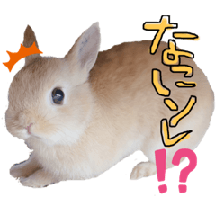 [LINEスタンプ] うさぎのてとまる。