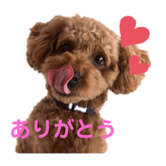 [LINEスタンプ] プーちゃん【日常使い】
