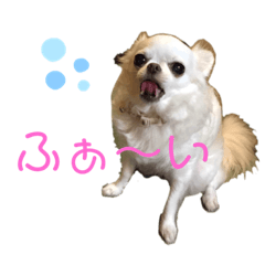 [LINEスタンプ] 猫とチワワ