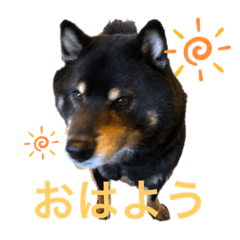 [LINEスタンプ] タロだよ3