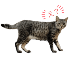 [LINEスタンプ] とらとら日記2