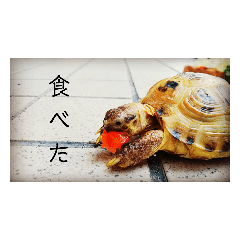 [LINEスタンプ] リクガメとかとか