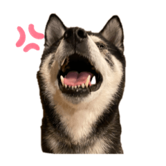[LINEスタンプ] 黒柴ハチベエ5