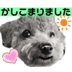 [LINEスタンプ] トイプー❤️ショコロン＆フレンズ3