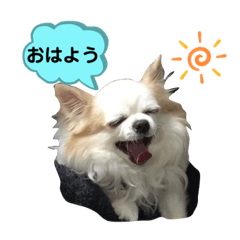 [LINEスタンプ] チワわんこLIFE
