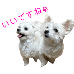 [LINEスタンプ] のんあこ2